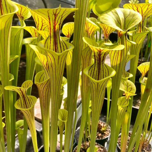 Sarracenia flava ornata