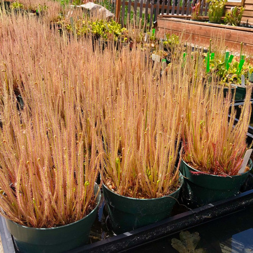 Drosera filiformis