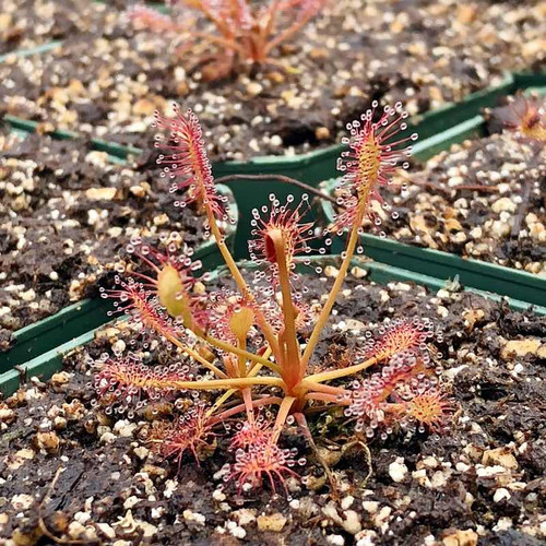 Hardy Sundews for Sale. Grow Carnivorous Plants!