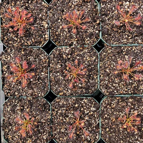 Drosera intermedia for Sale