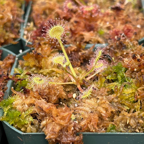 Drosera rotundifolia for Sale