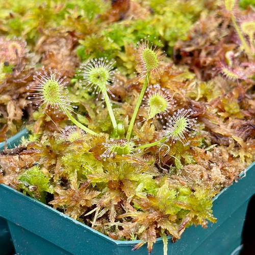 Drosera rotundifolia for Sale