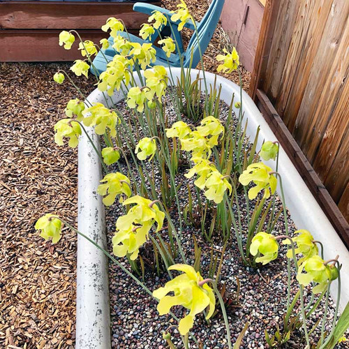 Sarracenia Schnell's Ghost in bloom