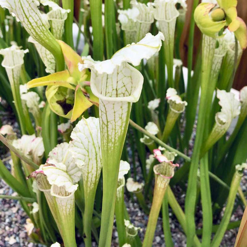 Sarracenia Schnell's Ghost