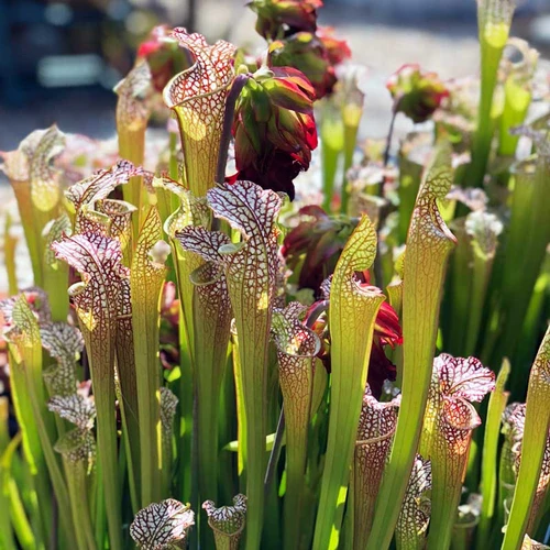 Sarracenia leucophylla Tarnok