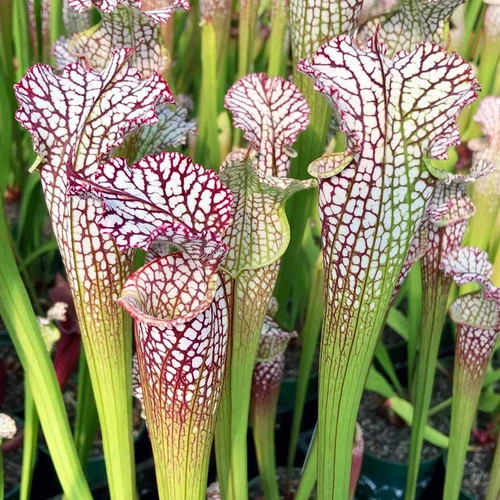 Sarracenia leucophylla Tarnok