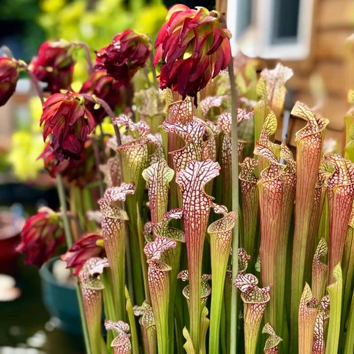 Sarracenia leucophylla Tarnok