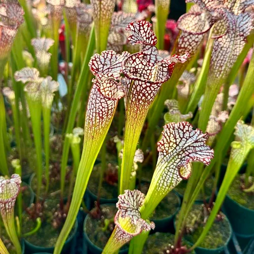 Sarracenia leucophylla Tarnok