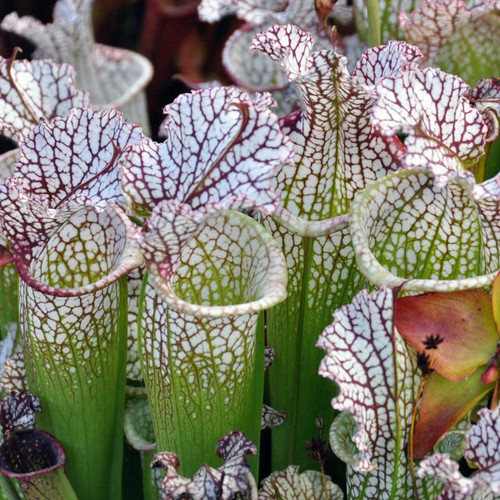 Sarracenia leucophylla, Lil' Big Mouth