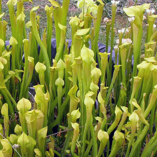Sarracenia alata, mixed forms