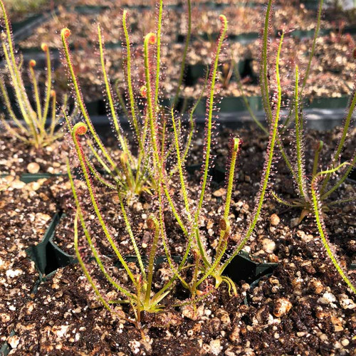 Drosera filiformis Nova Scotia for Sale