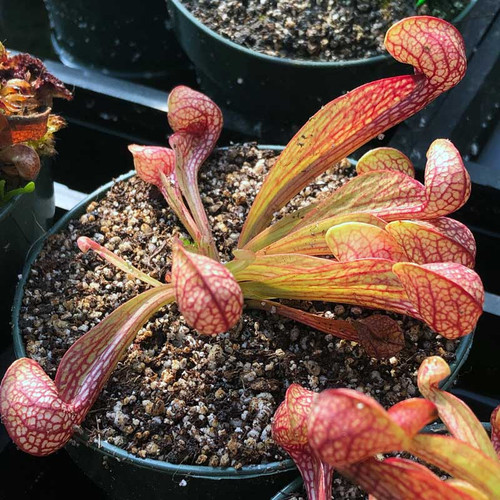 Sarracenia psittacina for Sale