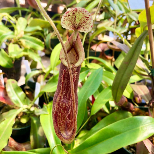 Nepenthes Wrigleyana, mother plant.