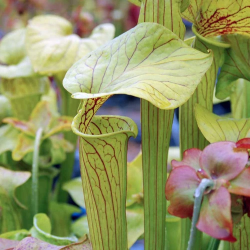 Sarracenia Extreme Green
