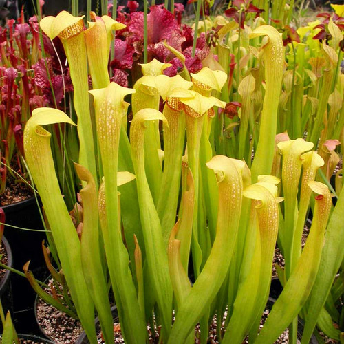Sarracenia alata x minor