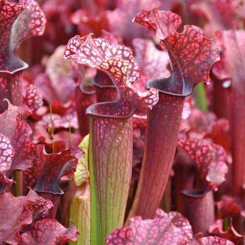 Sarracenia Judith Hindle