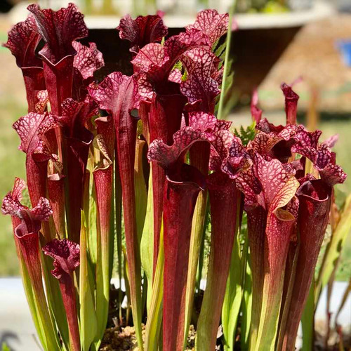 Sarracenia Judith Hindle