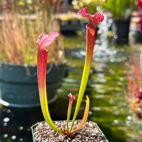 Sarracenia Judith Hindle
