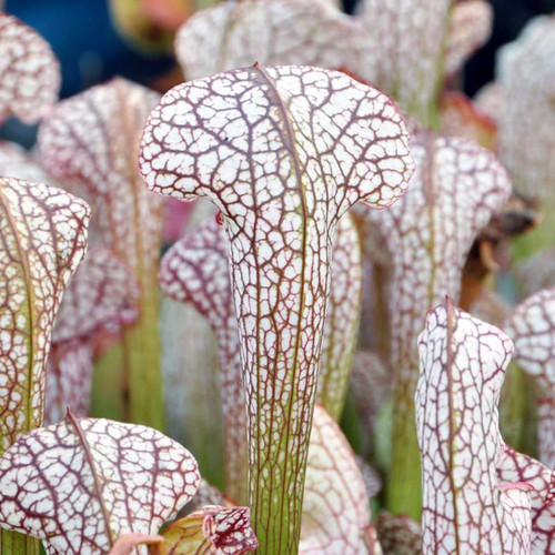 Sarracenia Fledgling