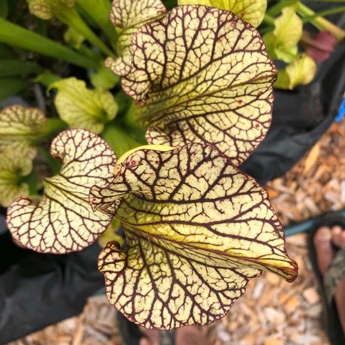 Sarracenia flava x leucophylla