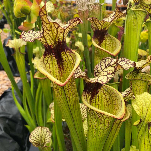 Sarracenia flava x leucophylla