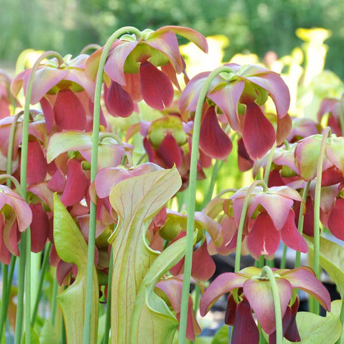 Flowers of Sarracenia Appalachian Spring