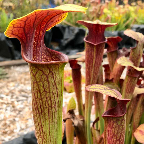 Sarracenia alata Red Hood x oreophila