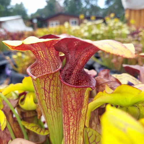 レインボーオーラ スタラクタイト フラワー Sarracenia alata x oreophila for Sale | Sarracenia Northwest
