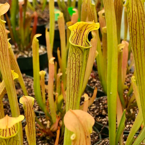 Sarracenia Chadwick