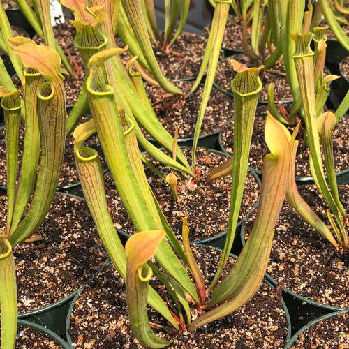 Sarracenia rubra wherryi