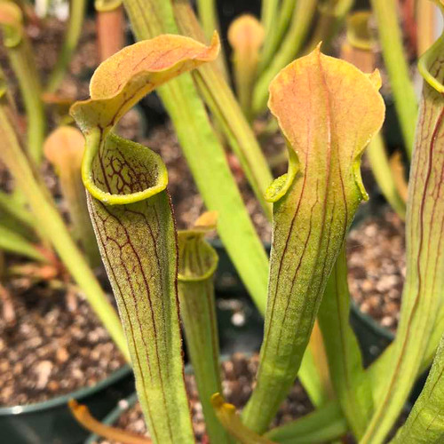 Sarracenia rubra wherryi