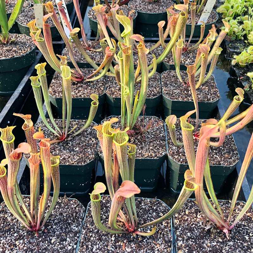 Sarracenia rubra wherryi for Sale