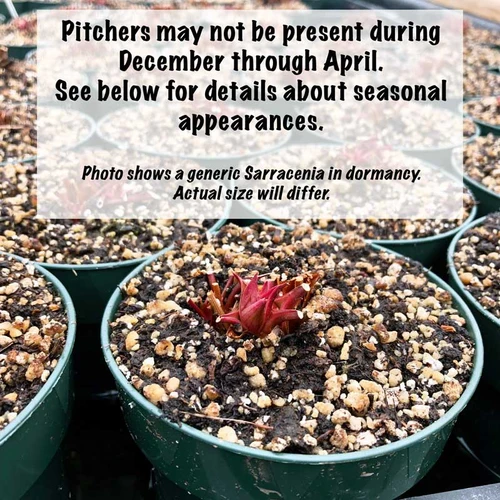 Sarracenia flava Founder's Plant