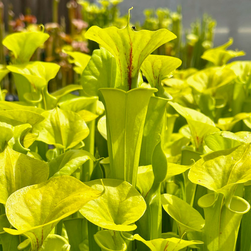 Sarracenia flava, Founder's