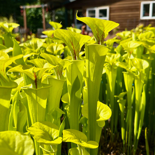 Sarracenia flava, Founder's