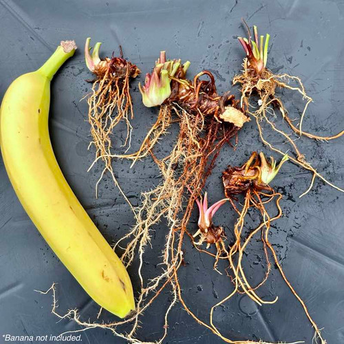 Bare root rhizomes - Recent Divisions