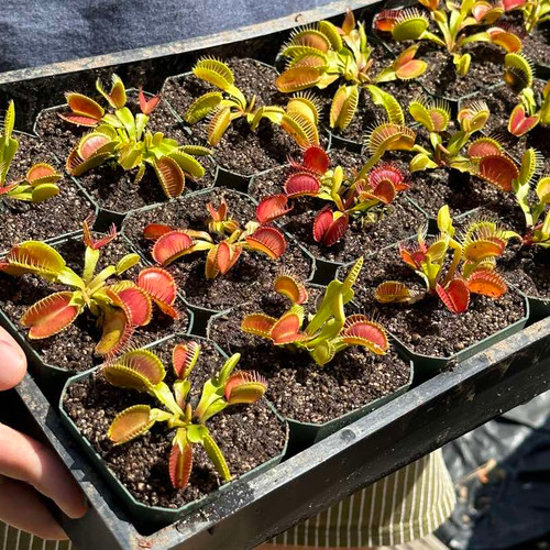 B52 Flytrap for Sale. Grow Carnivorous Plants!