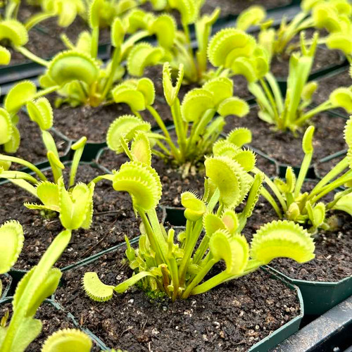 B52 Flytrap for Sale. Grow Carnivorous Plants!