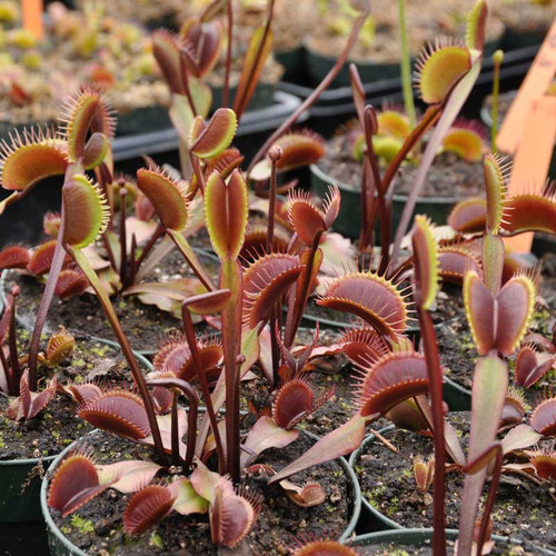 Red Dragon Flytrap for Sale. Grow Carnivorous Plants!