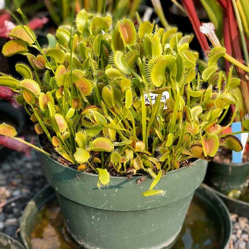 King Henry Flytrap