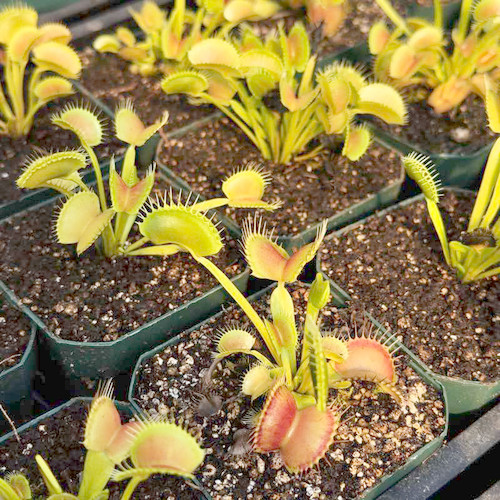 Dionaea King Henry Flytrap