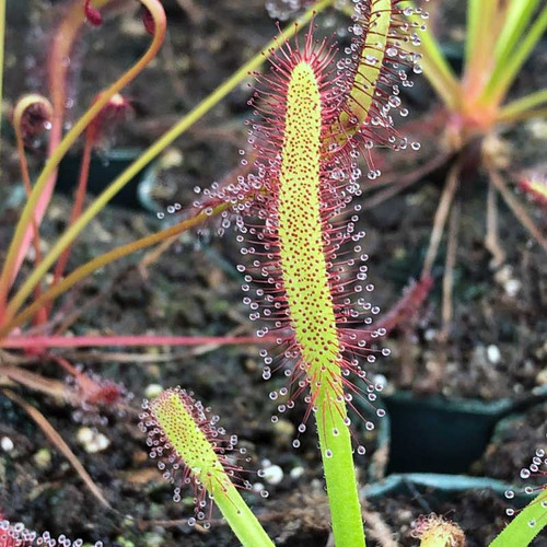 food for palm plants Palm Focus main image 0