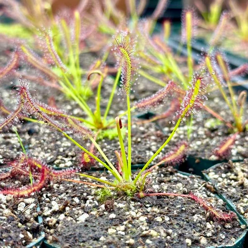Drosera capensis