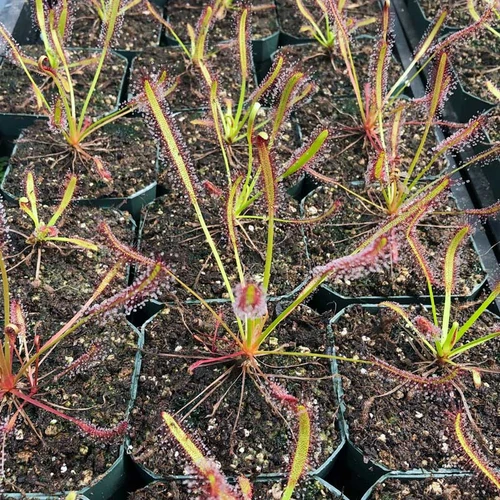Drosera capensis