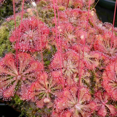 Drosera spatulata