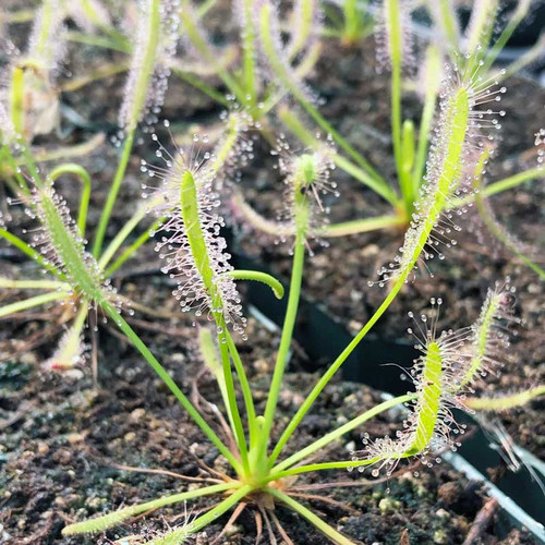 Drosera capensis, White Leaf, for Sale