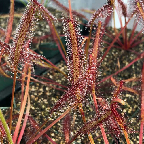 Drosera capanesis, Red Leaf, for sale.
