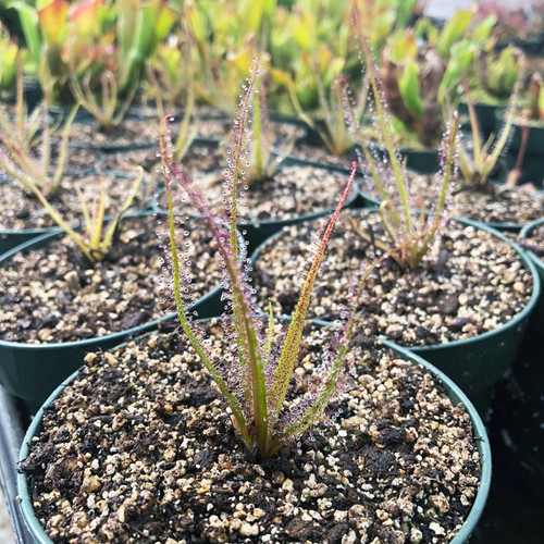 Drosera regia for Sale