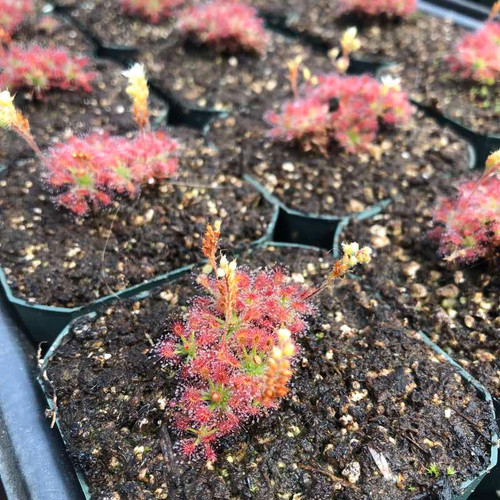 Drosera roseana