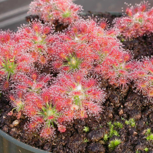 Drosera roseana